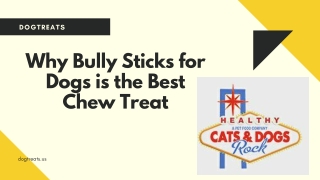 Why Bully Sticks for Dogs is the Best Chew Treat