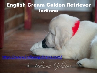 Best English Cream Golden Retriever Indiana