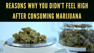 Reasons Why You Didn’t Feel High After Consuming Marijuana