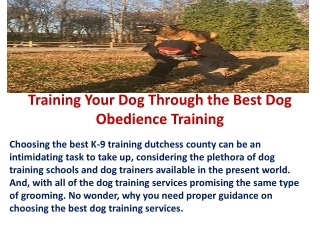Training Your Dog Through the Best Dog Obedience Training