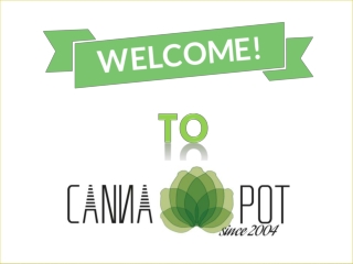 Best Cannabis Seeds Online Shop - Buy Safely from Cannapot