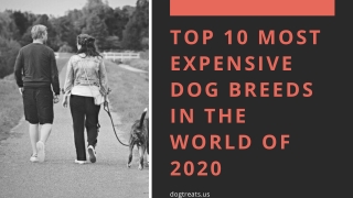 Top 10 Most Expensive Dog Breeds In the World Of 2020