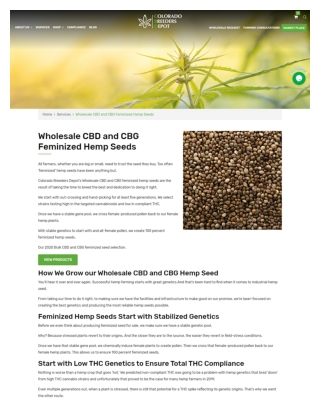 Wholesale CBD and CBG Feminized Hemp Seeds