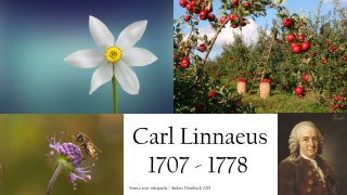 Carl von Linné