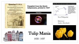 The Tulip Mania 1632 to 1637