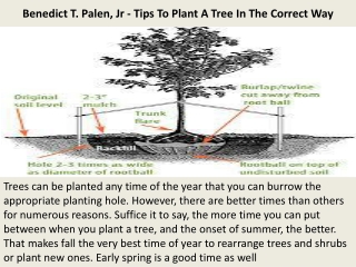 Benedict T. Palen, Jr - Tips To Plant A Tree In The Correct Way