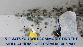 5 Places you will commonly find the Mold at Home or Commercial Space.