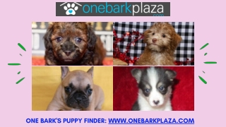 Puppies for Sale Near me