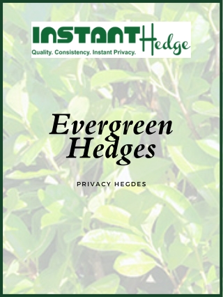 Evergreens for Privacy | Hedging Plants | InstantHedge
