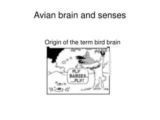 Avian brain and senses
