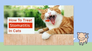 Cat Health Care Tips: How To Treat Stomatitis in Cats?