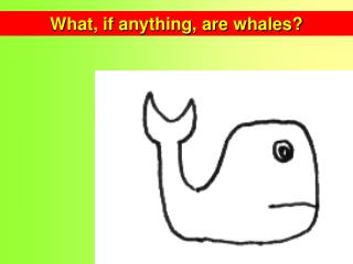 What, if anything, are whales?