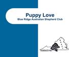 Puppy Love Blue Ridge Australian Shepherd Club