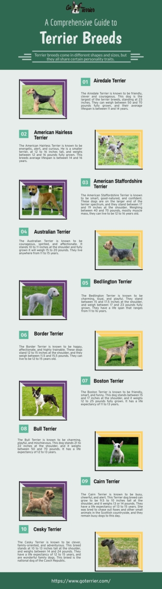 Guide to Terrier Breeds | goterrier.com