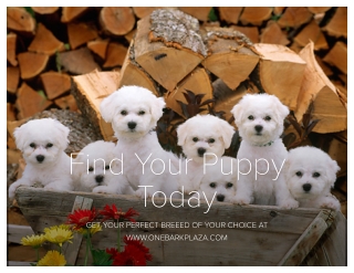 Find Your Puppy Today