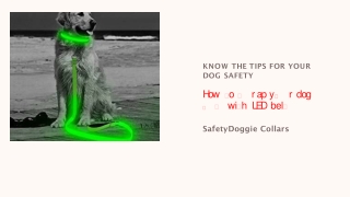 Flashing dog collar night safety