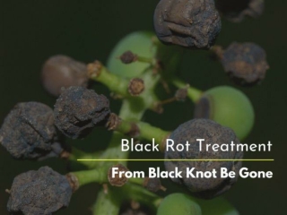 Black rot treatment-From Black Knot Be Gone