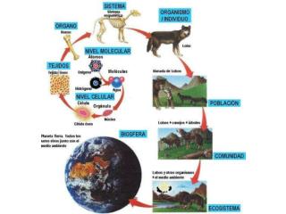 PPT - Ecosistema: Sistema Natural Formado Por Un Conjunto De Organismos ...