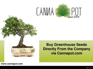 Buy Greenhouse Seeds Directly From the Company via Cannapot.com