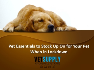 Pet Essentials to Stock Up On for Your Pet When in Lockdown