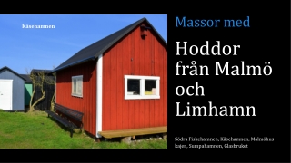 Hoddor i Malmö