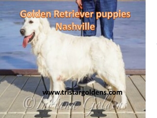 Best Golden Retriever Tennessee | Tri-star Goldens