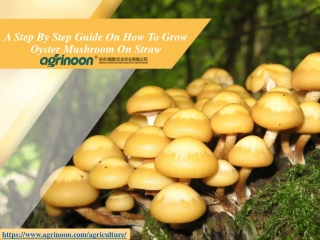 A Step By Step Guide On How To Grow Oyster Mushroom On Straw