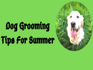Dog Grooming Tips for Summer