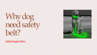 when  need Dog safety collar in Missouri