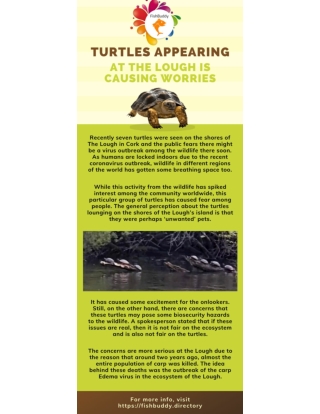 Information About Sea Turtles Appearing | Fishbuddy Directory