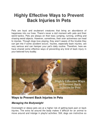 Highly Effective Ways to Prevent Back Injuries In Pets