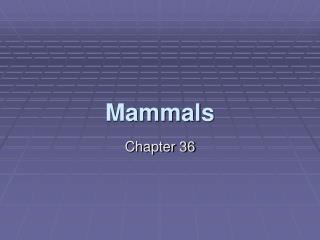 Mammals