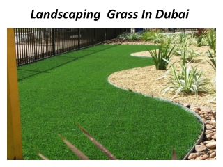 Landscaping Grass Abu Dhabi