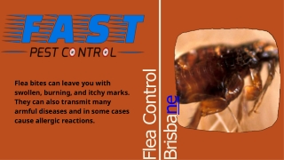 Fast Pest Control brisbane