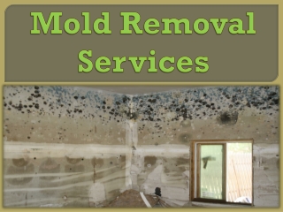 Mold Removal Services