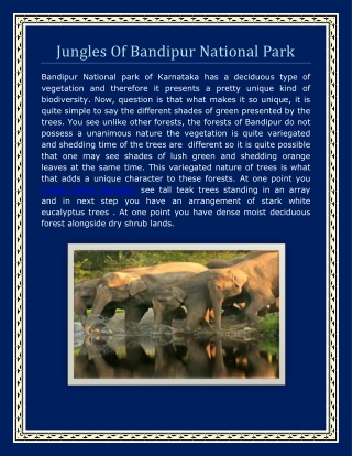 Jungles Of Bandipur National Park
