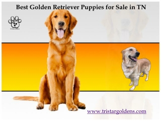 Golden Retriever Puppies for Sale in TN: Tri-star Goldens