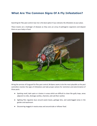 What Are The Common Signs Of A Fly Infestation?