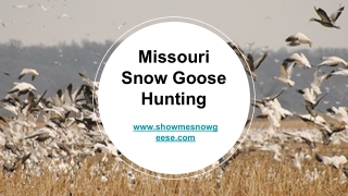 Missouri Snow Goose Hunting