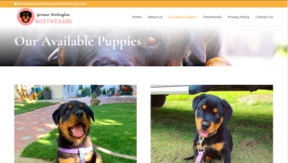 German Rottweiler Puppies