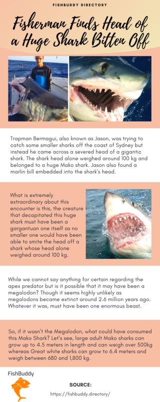 Huge Shark Found With Head Bitten Off | Fishbuddy Directory