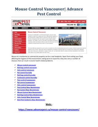 Best Pest Control in New Westminster