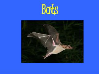 Bats