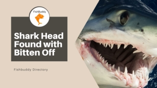 Fishbuddy Directory - Enormous Shark Head Found with Bitten Off