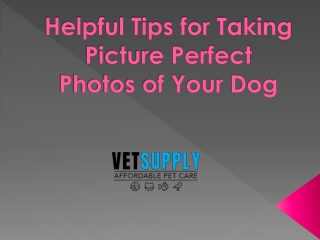 Helpful Tips for Taking Picture Perfect Photos of Your Dog