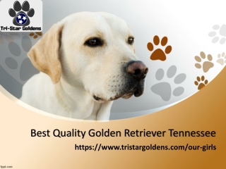 Best Quality Golden Retriever Tennessee: Tri-star Goldens