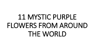 11 MYSTIC PURPLE FLOWERS FROM AROUND THE WORLD