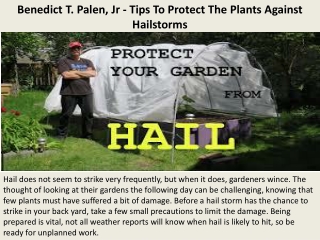 Benedict T. Palen, Jr - Tips To Protect The Plants Against Hailstorms