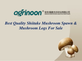 Best Quality Shiitake Mushroom Spawn & Mushroom Logs For Sale