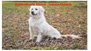 Goldendoodle Alumni - Indiana Goldens